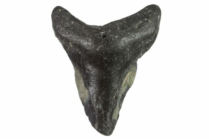 Partial, Megalodon Tooth - North Carolina #91696